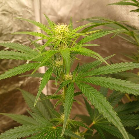 Royal gorilla growlog timeline photo