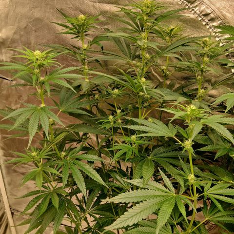 Royal gorilla growlog timeline photo