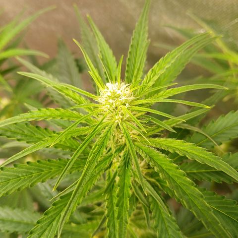 Royal gorilla growlog timeline photo
