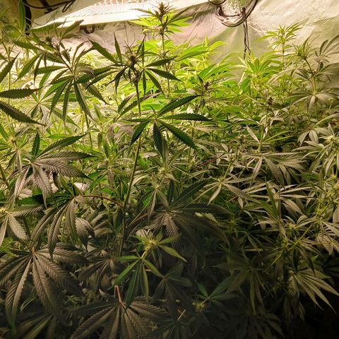Royal gorilla growlog timeline photo