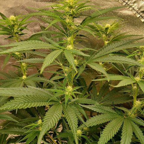 Royal gorilla growlog timeline photo