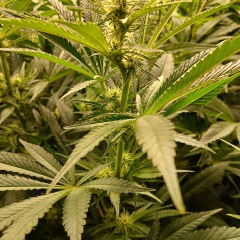 Royal gorilla growlog timeline photo