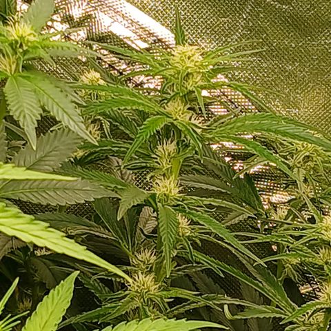 Royal gorilla growlog timeline photo
