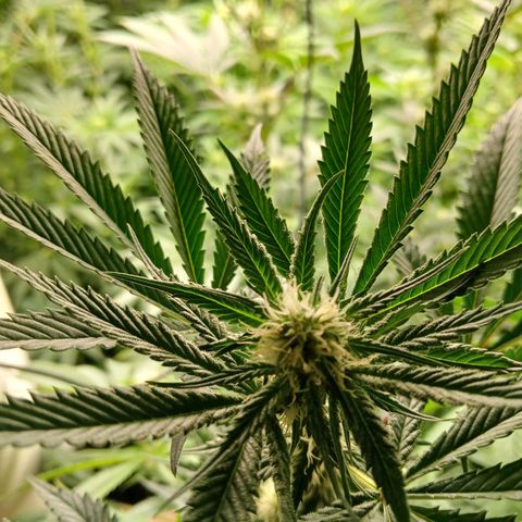 Royal gorilla growlog timeline photo