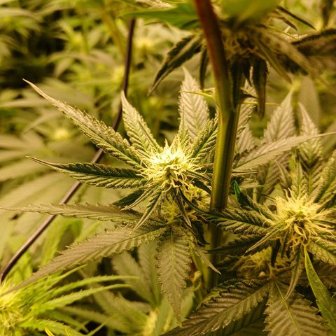 Royal gorilla growlog timeline photo