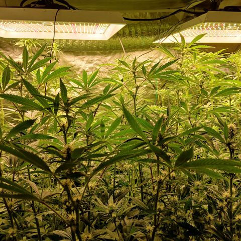 Royal gorilla growlog timeline photo