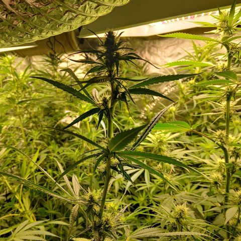 Royal gorilla growlog timeline photo