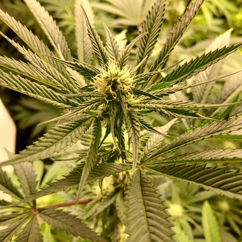 Royal gorilla growlog timeline photo