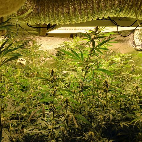 Royal gorilla growlog timeline photo