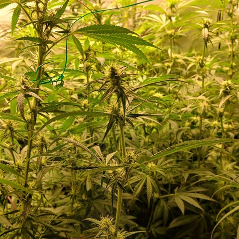 Royal gorilla growlog timeline photo