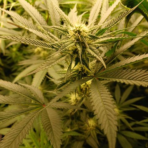Royal gorilla growlog timeline photo