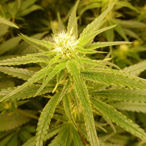 Royal gorilla growlog timeline photo