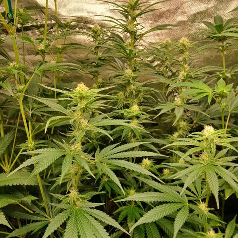 Royal gorilla growlog timeline photo