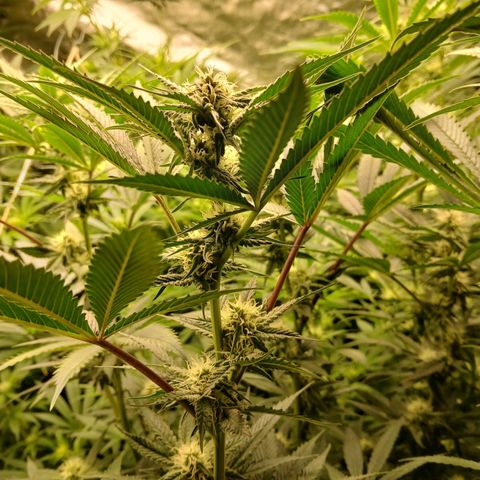 Royal gorilla growlog timeline photo