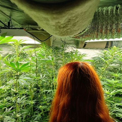 Royal gorilla growlog timeline photo