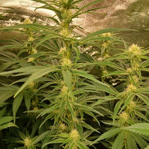 Royal gorilla growlog timeline photo