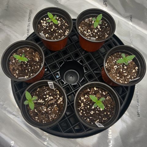 Money Ball growlog timeline photo