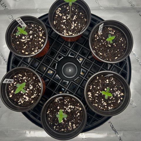 Money Ball growlog timeline photo