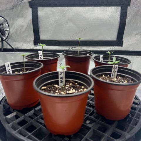 Money Ball growlog timeline photo