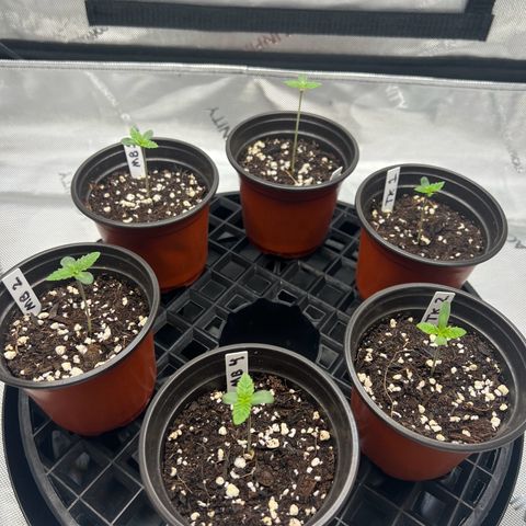 Money Ball growlog timeline photo