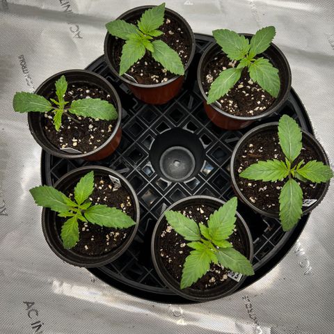 Money Ball growlog timeline photo