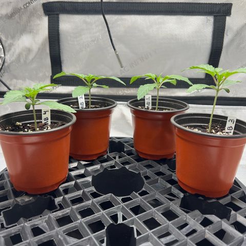 Money Ball growlog timeline photo