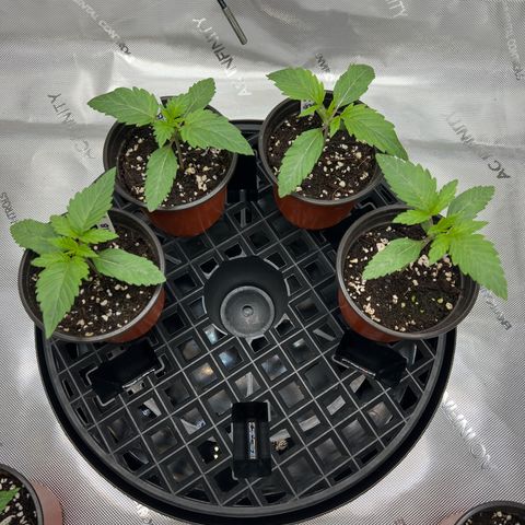 Money Ball growlog timeline photo