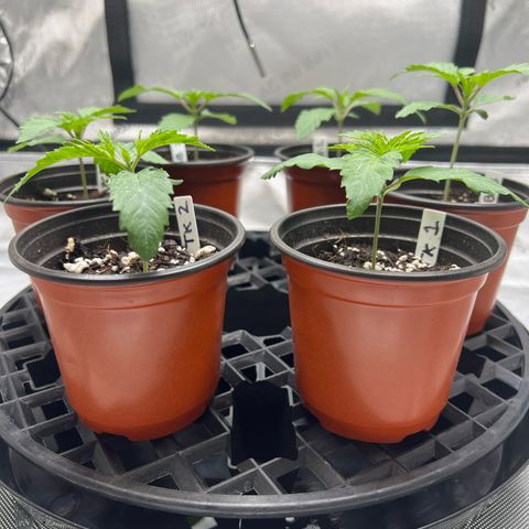 Banana TK growlog timeline photo