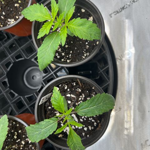 Banana TK growlog timeline photo