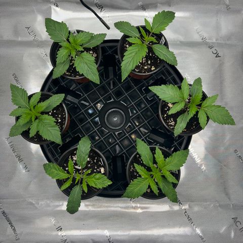 Money Ball growlog timeline photo