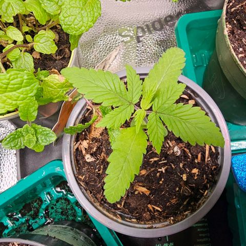 Sunset Sherpet growlog photo: Eintopf der Torfbecher in Composana Qualitätsblumenerde