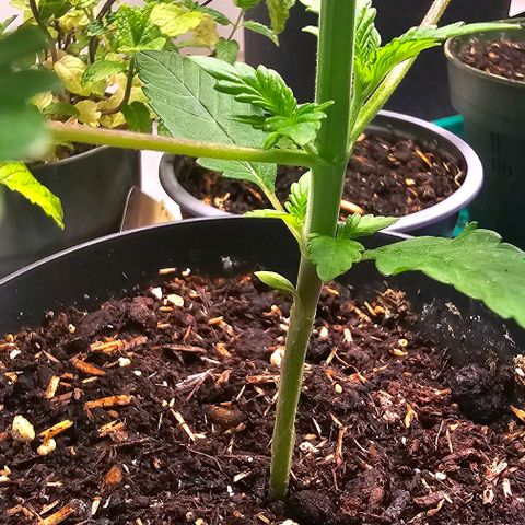 Sunset Sherpet growlog timeline photo