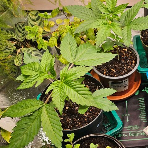 Sunset Sherpet growlog timeline photo