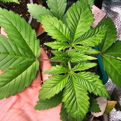 Sunset Sherpet growlog timeline photo