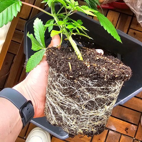 Sunset Sherpet growlog timeline photo