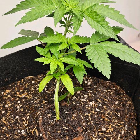 Sunset Sherpet growlog timeline photo