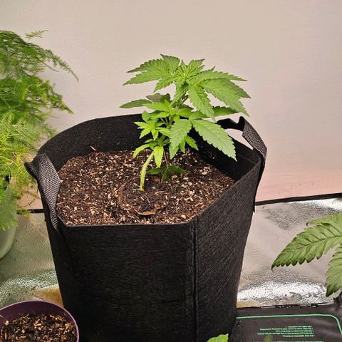 Sunset Sherpet growlog timeline photo