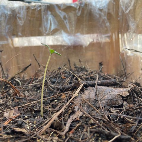 Orange juice(??? growlog timeline photo