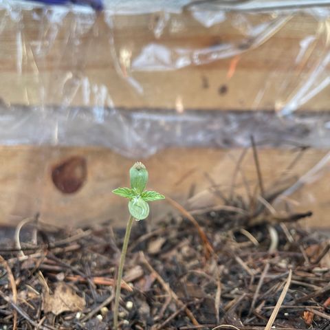 Orange juice(??? growlog timeline photo