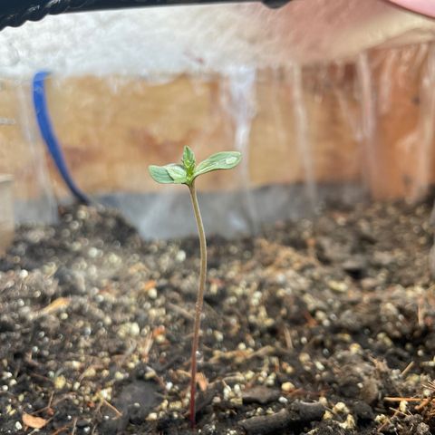 Lemon cake 3 growlog timeline photo