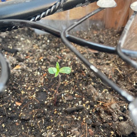 Lemon cake 3 growlog timeline photo