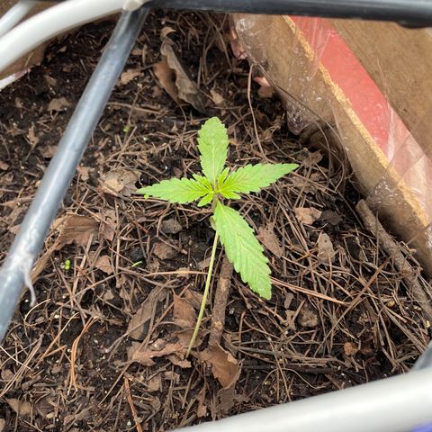 Orange juice(??? growlog timeline photo