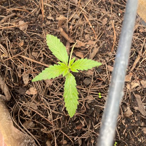 Orange juice(??? growlog timeline photo