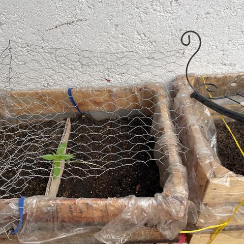 Lemon cake 3 growlog timeline photo