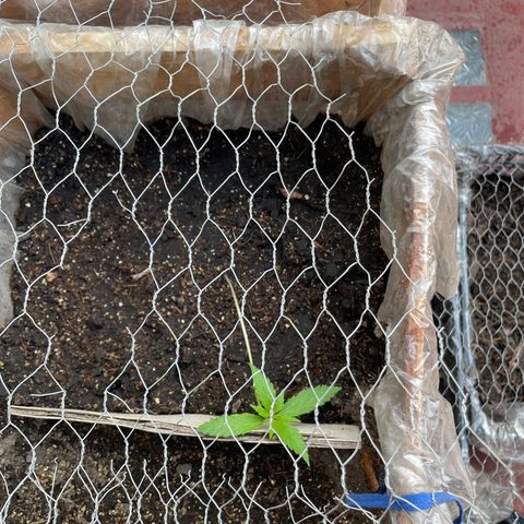 Lemon cake 3 growlog timeline photo