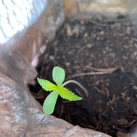 Lemon cake 7 growlog timeline photo