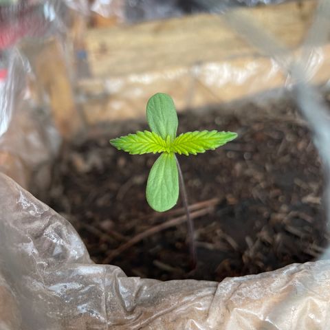 Lemon cake 7 growlog timeline photo