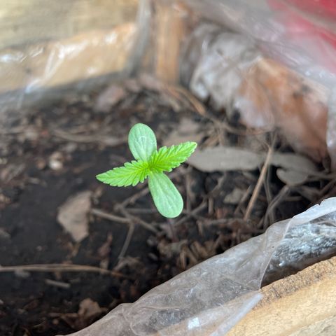 Lemon cake 6 growlog timeline photo