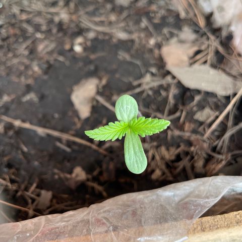 Lemon cake 6 growlog timeline photo