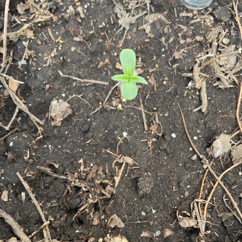 Lemon cake 5 growlog timeline photo